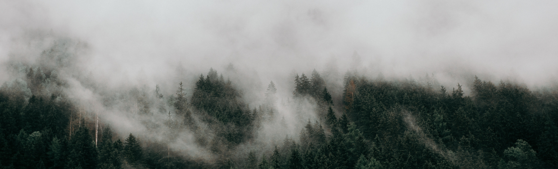  A forest veiled in ethereal mist, where the tendrils of fog gently embrace the towering trees in a mystical dance.